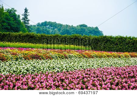 Colorful Flower Bed In Garden