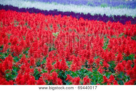 The Celosia Plumosa Flower (cockscomb Flower )