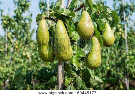 Ripening Conference Pears On The Tree