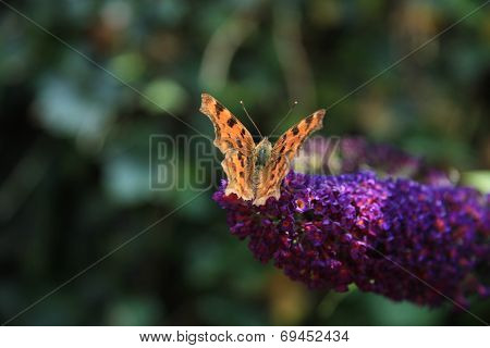 Comma Butterfly Or Polygonia C Album