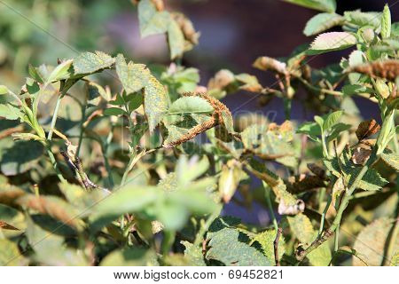rose rust