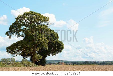 Oak Trees Border A Wheat Field In Kent