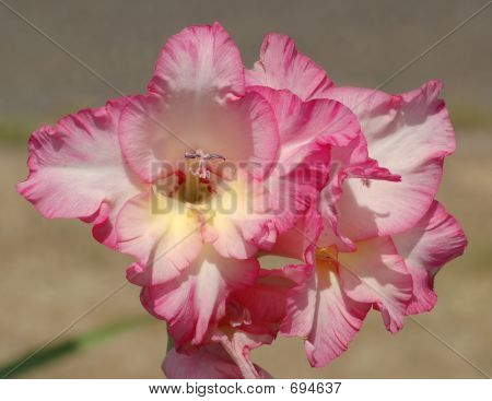 Rosa & weiße Blume