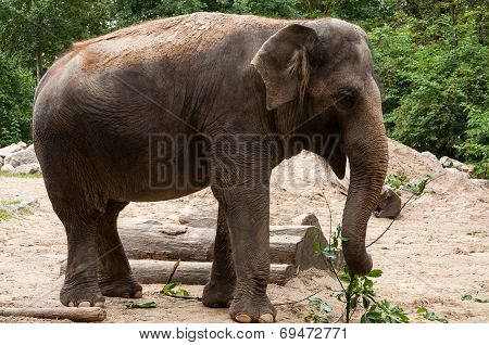 Grey Asian Elephant
