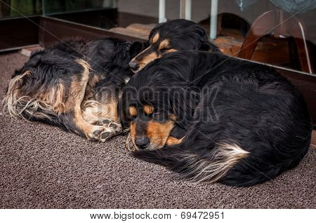 Two Dogs Sleeping