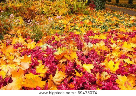 Colors of Autumn
