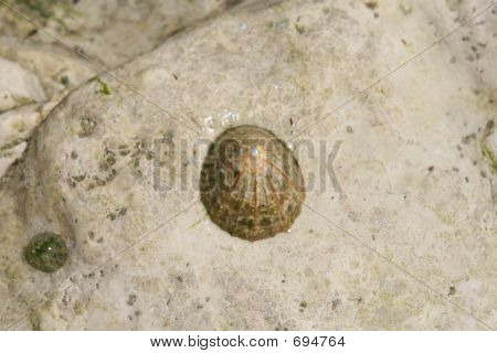 Acquatic deniz yaratık - Rock kestanesi kabuğu