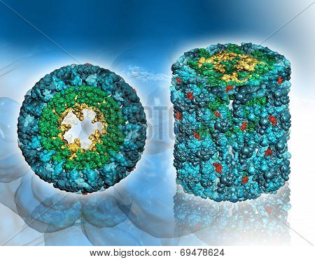 Molecular structure of protein Hemocyanin