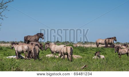 Goup of Konik horses