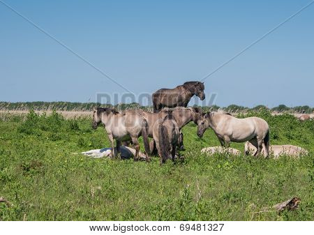 Goup of Konik horses