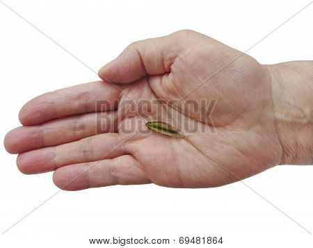 Closeup of hand holding irridescent hummingbird feather