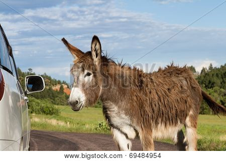 Friendly Wild Burro