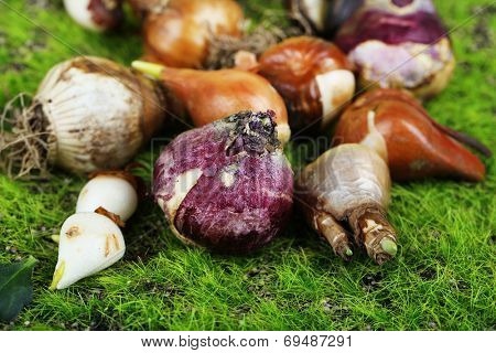 Flower bulbs on grass background