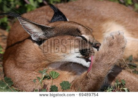 Caracal Or African Lynx Grooming
