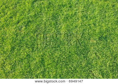 Sfondo verde erba