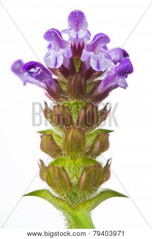 Prunella (Self-Heal) Flower Close-up On White Background