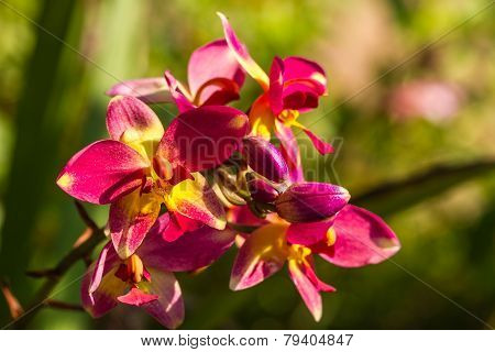 Spathoglottis Plicata Orchids