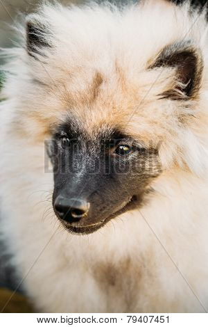 Gray Keeshound, Keeshond, Keeshonden Dog German Spitz Wolfspitz