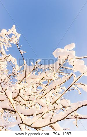 Snow Covered Branches