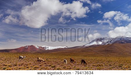 Mountains of Bolivia, altiplano