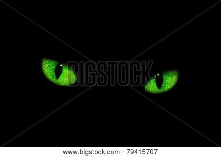 Cat's eyes in the dark
