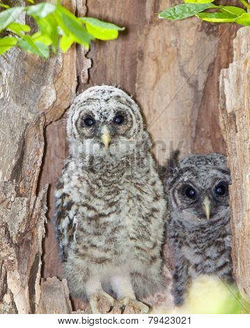 Barred Owl, Juvenile