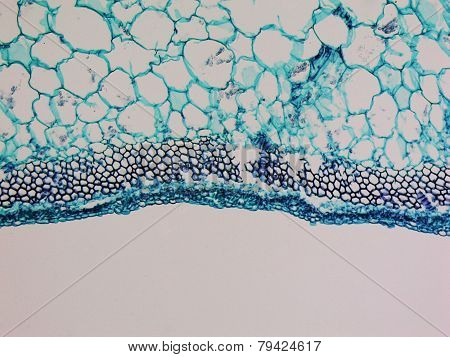 Cucurbita Stem Micrograph