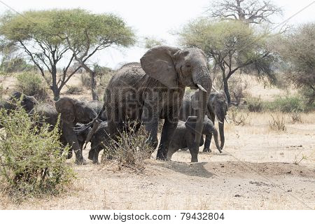 Wild African elephant leading the herd
