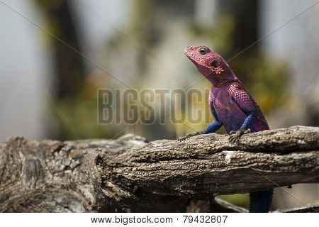 Rainbow Agama