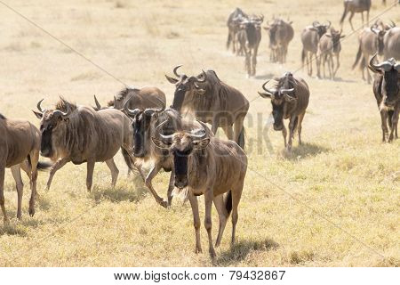 Wildebeests walking