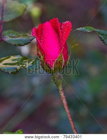 Red rose bud