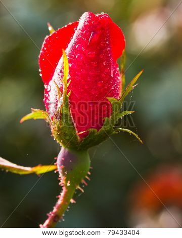 Red rose bud