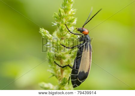 Striped Blister Beetles