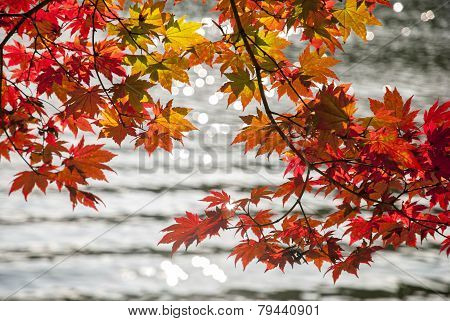 Red Maple Leaves and Lake Background