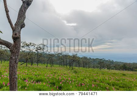 Siam Tulip Field