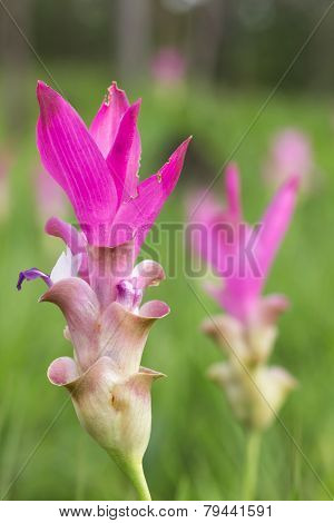 Siam Tulip Field