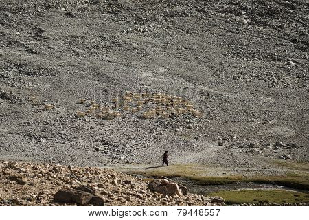 herd of sheep in the desert Ladakh ,India