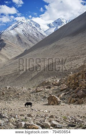 lone black horse and snow mountian range