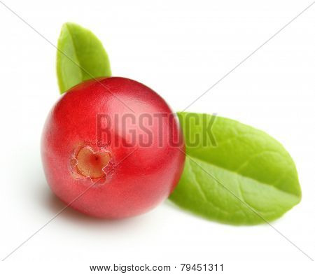 Forest wild berry cowberry with leaves isolated.