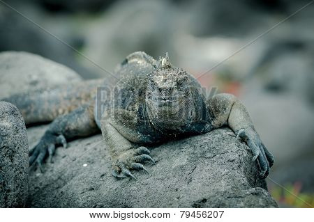 iguanas in san cristobal galapagos islands