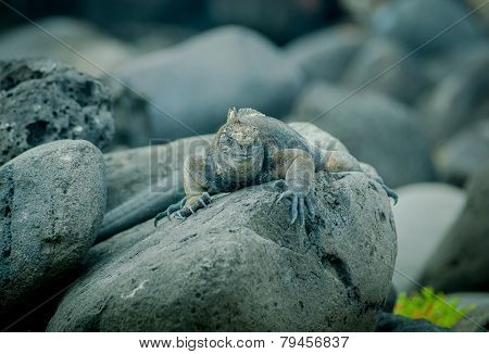 iguanas in san cristobal galapagos islands
