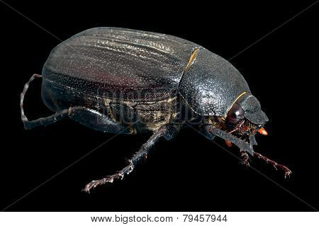 Beetle Chafer