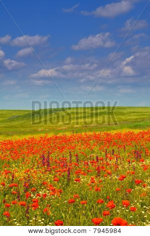 Coquelicots