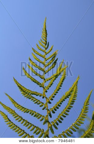 Feuille de fougère vert