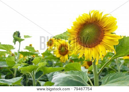 Sunflower Isolated Background