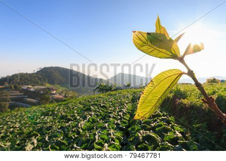 Cabbage Field And Sunshrine