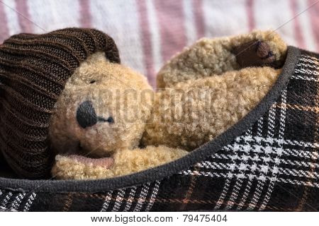Tired Teddy Sleep in a Shoe