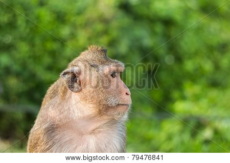 Monkey