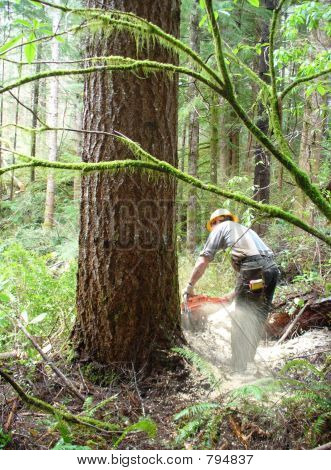 Logger падения большое дерево