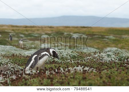 Penguin Colony at Punta Arenas